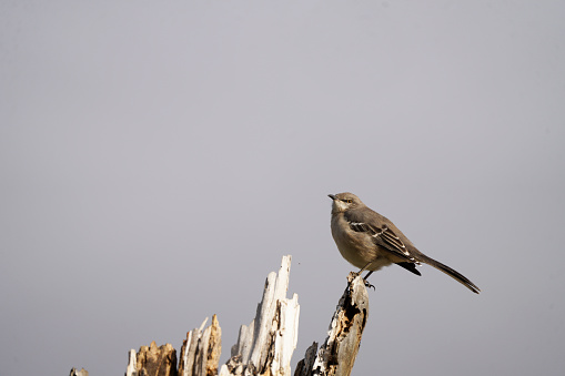 Northern Mockingbird perched on a branch