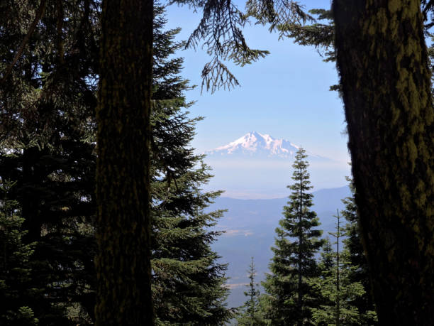 Mount Shasta Through Pine Trees Scenic photo of Mount Shasta through a group of pine trees. mt shasta stock pictures, royalty-free photos & images
