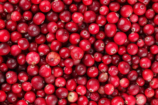 le bacche di tutti i tipi di mirtilli rossi sono commestibili, utilizzate attivamente in cucina e nell'industria alimentare, attenzione selettiva - cranberry foto e immagini stock