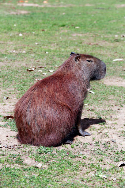 istock Capybara closeup at the edge of water 1361404425