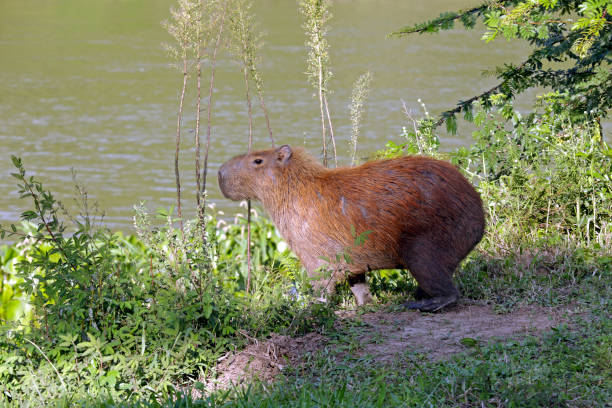 istock Capybara closeup at the edge of water 1361404432