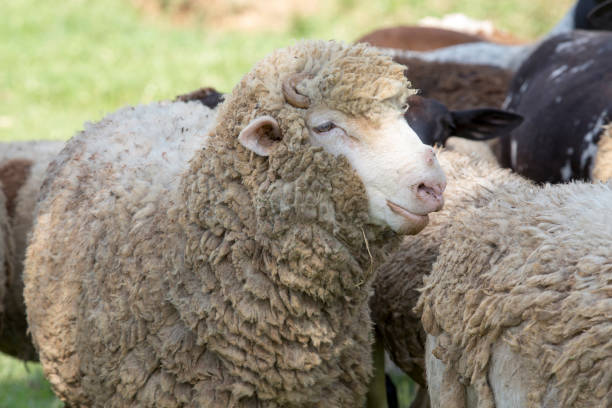 istock Flock of sheep on pasture 1361404683