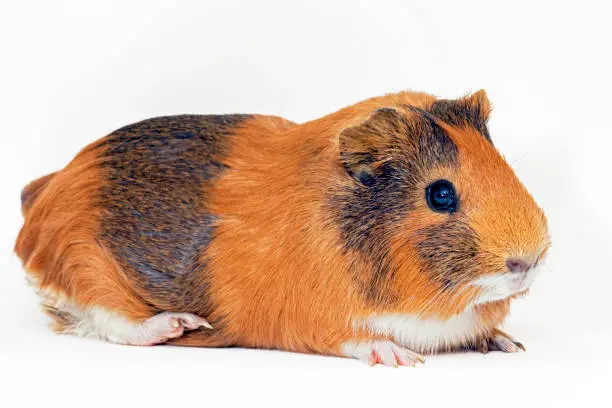 Female guinea pig closeup isolated over white background