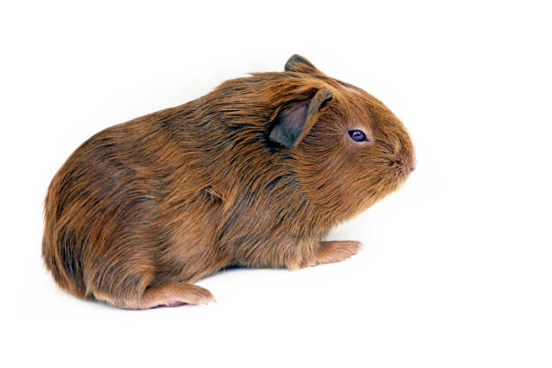 istock Guinea pig cub isolated over white background 1361404762