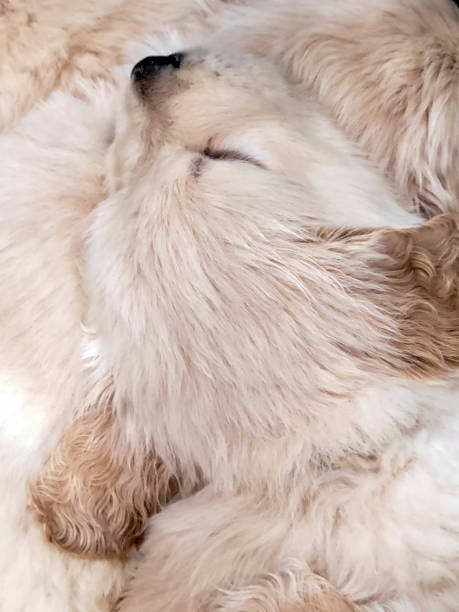 istock Sleeping Golden Retrieves Puppies 1361405413