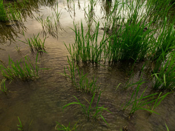 istock reflection of the sky in rice cultivation 1361405507