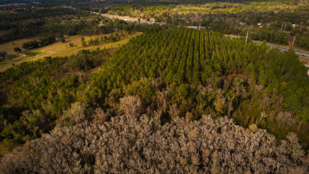 istock Beautiful aerial countryside evening time view over dense forest in Florida 1361406897