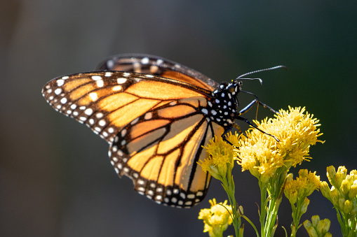 Mariposa Monarca en flor en Pismo Beach Monarch Butterfly Grove en la costa central de California EE.UU. photo