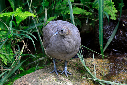 Closeup of solitary tinamou, Tinamus solitarius or macuco in Portuguese, amid forest foliage