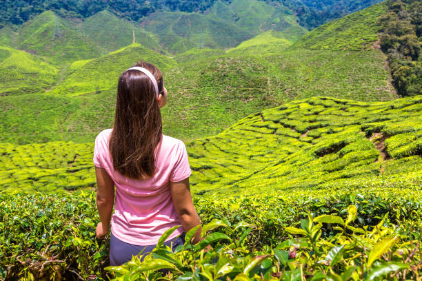 istock Beautiful Tea plantations 1361409746