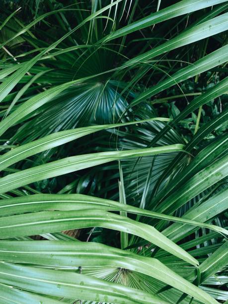 istock Tropical Plant Leaves 1361410777