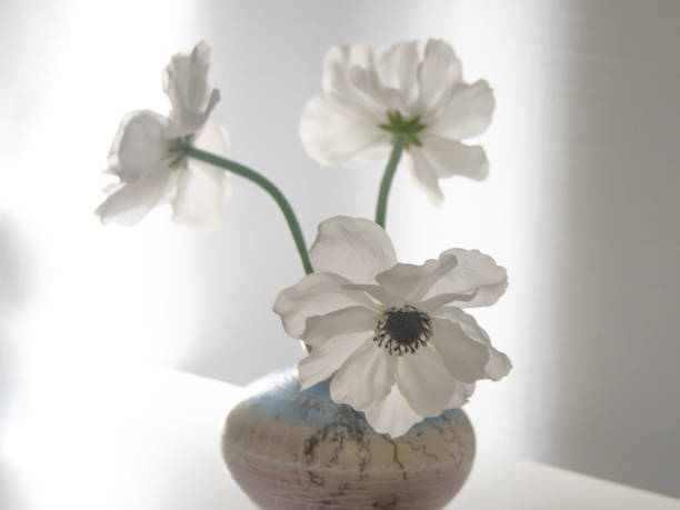istock Beautiful Backlit flowers-Still life-Indiana 1361415511
