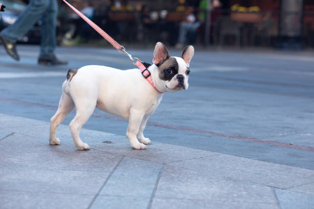 istock french bulldog on bandage 1361419138