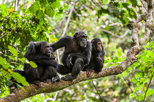A family of chimps on a tree branch watching something of interest. Mahale Mountain National Park, Tanzania