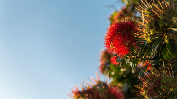 albero di natale della nuova zelanda pohutukawa in piena fioritura contro un cielo blu - pohutukawa tree christmas new zealand beach foto e immagini stock