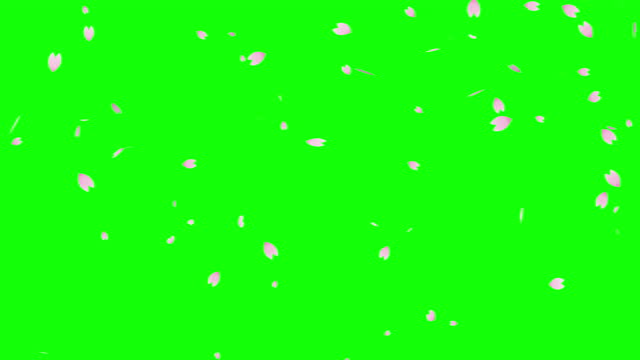 Flurry of cherry blossoms seamless loop animation (chroma key background)