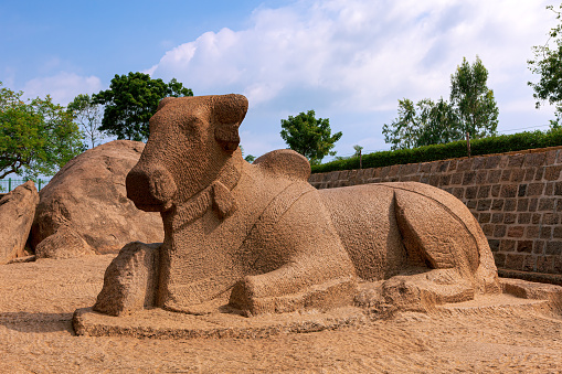 Nandi the bull at the Pancha Rathas (also known as Pandava Rathas), a series of monuments at Mahabalipuram, on the Coromandel Coast of the Bay of Bengal, in the state of Tamil Nadu, India. Dating from the late 7th century, it is attributed to the reign of King Mahendravarman I and his son Narasimhavarman I (630 - 680 AD) of the Pallava Kingdom. They are part of the UNESCO World Heritage site at Mahabalipuram. Though the monuments survived the tsunamis of the 13th century and 2004, they however, show the effects of 1300 years of wind and sand erosion. Shot in the afternoon sunlight; no people.  Horizontal format. Copy space.