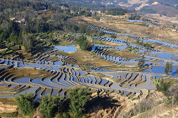 yuanyang terrace - agriculture artificial yunnan province china zdjęcia i obrazy z banku zdjęć