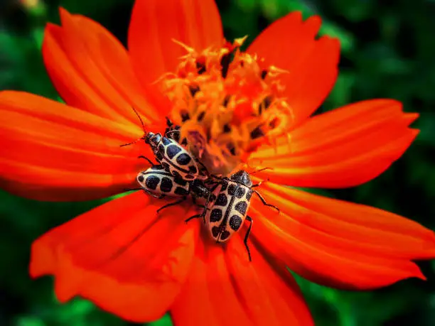 Photo of Some yellow spotted beetles feeding on pollen from a beautiful orange flower.