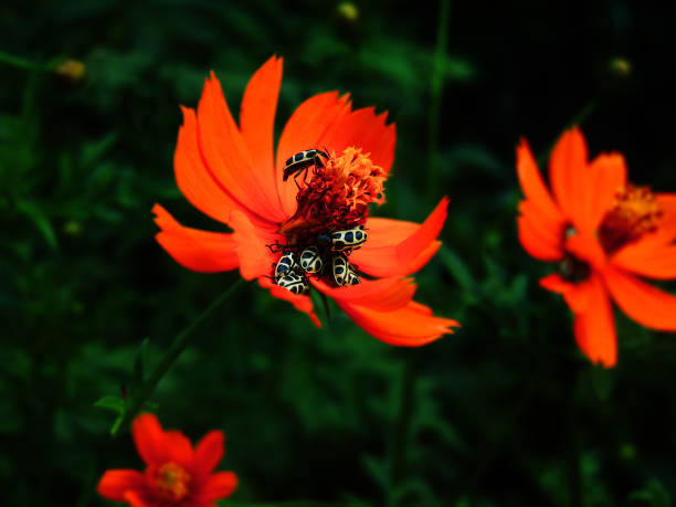 Vivid image of an Astylus atromaculatus, also known as spotted maize beetle or pollen beetle.  Blurred Background.