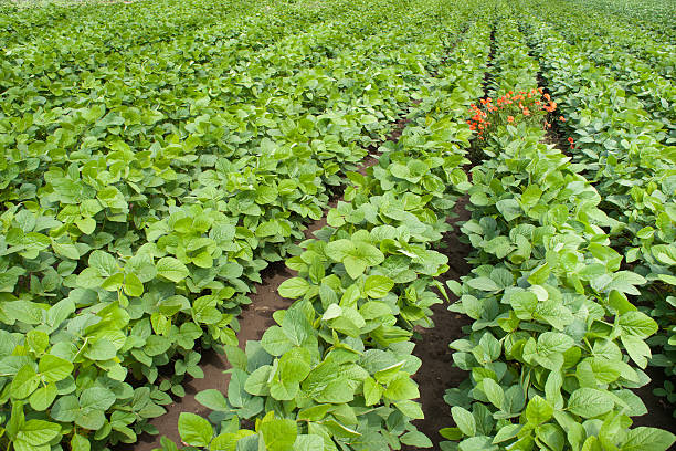 620+ Soybean Field Weeds Stock Photos, Pictures & Royalty-Free Images ...