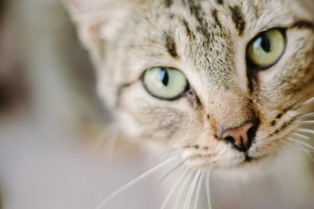istock Closeup of cat face 1361439768