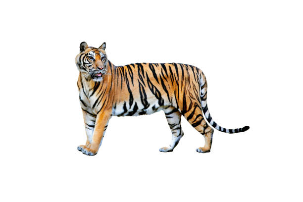istock royal tiger (P. t. corbetti) isolated on white background clipping path included. 1361440475