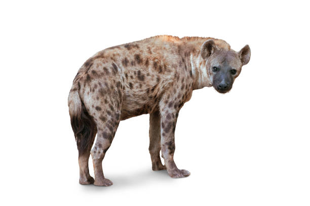 istock The Spotted hyena isolated on White Background. 1361440479