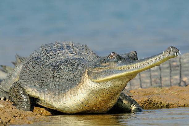 Gharial on the Water's Edge A type of crocodilian with a long, thin snout seen at the Chambal River in India. gavial stock pictures, royalty-free photos & images