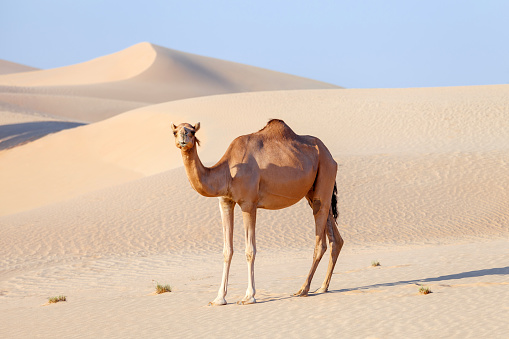 Camello de Oriente Medio en un desierto en Emiratos Árabes Unidos photo