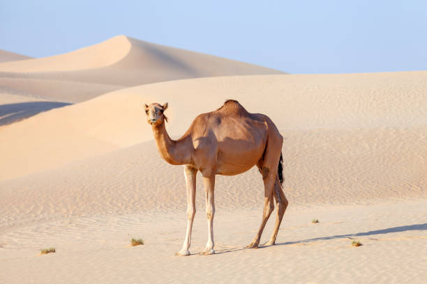 camello de oriente medio en un desierto en emiratos árabes unidos - camello dromedario fotografías e imágenes de stock