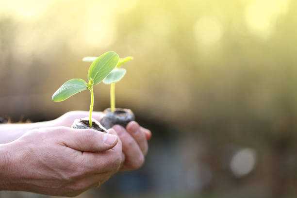 istock Farming and growing greenery .seedlings in hand in the sun in a spring garden.Spring seedling. Seedlings and planting. Growing organic vegetables in the garden. 1361442697