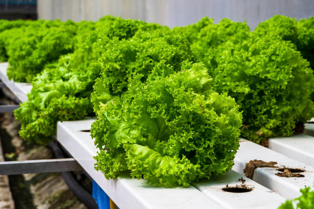 Lettuce grown in ebb and flow hydroponic systems stock photo