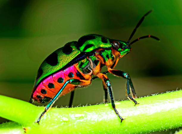 istock Glitter beetle climbing branch - animal behavior. 1361444279