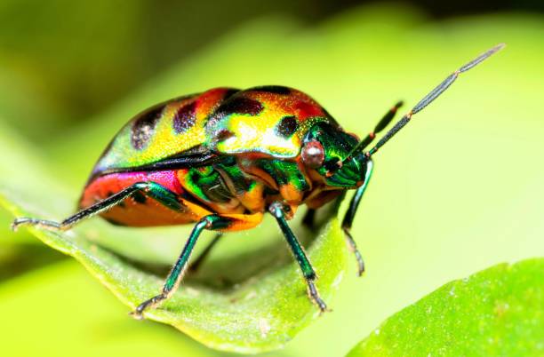 istock Glitter beetle on green leaf - beauty in nature. 1361444388
