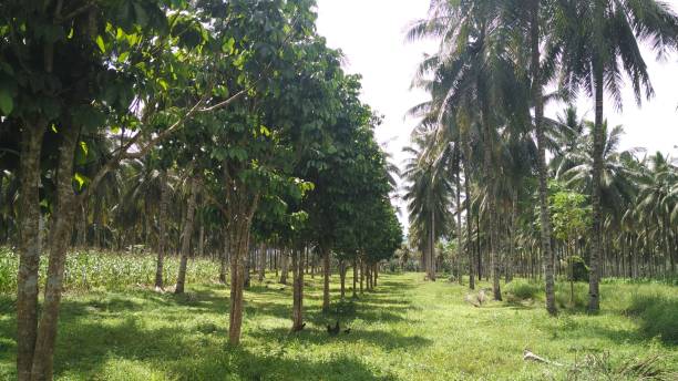 istock Coconut Plantation and Agroforestry 1361446468