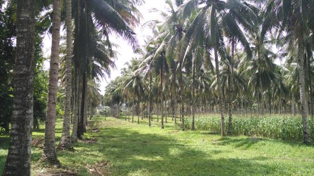 Coconut Agroforestry, Mix Faming