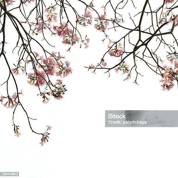 Branches Of Flower Stock Photo - Download Image Now - Beauty In Nature, Bent, Botany