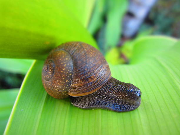 The Elusive Snail stock photo