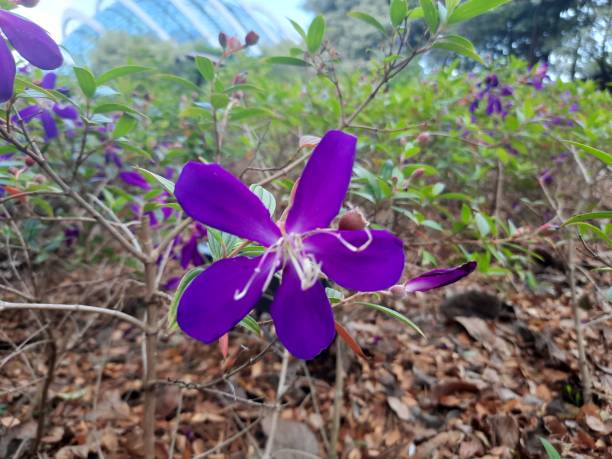 istock The purple flower 1361450350