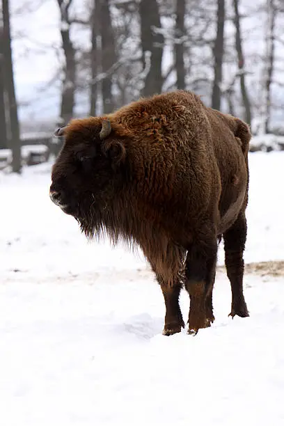 Bison in the snow
