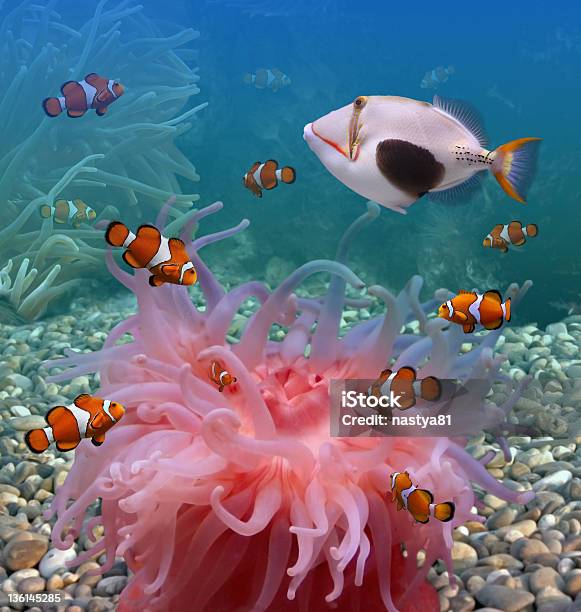 Underwater World Stockfoto und mehr Bilder von Koralle - Nesseltier - Koralle - Nesseltier, Malediven, Abenteuer