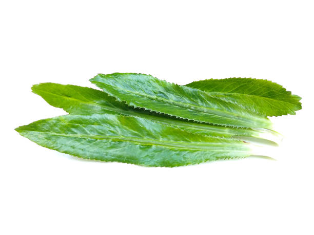 istock Mexican coriander or long coriander(Eryngium foetidum) leaves isolated on white background, selective focus 1361453356