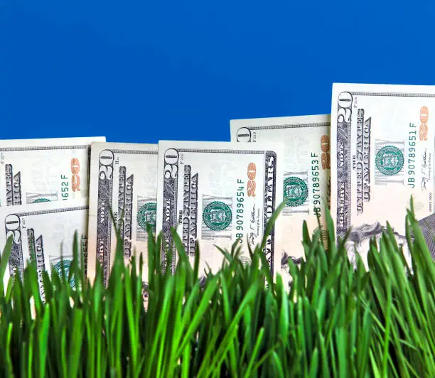 Dollars in the Fresh Grass on the Blue Background