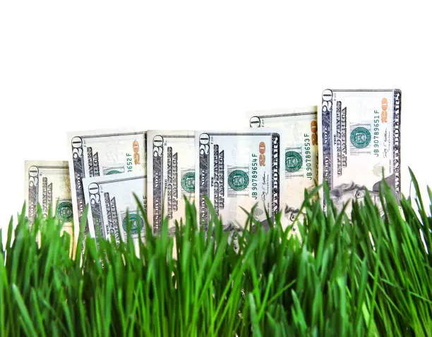 Dollars in the Fresh Grass on the White Background