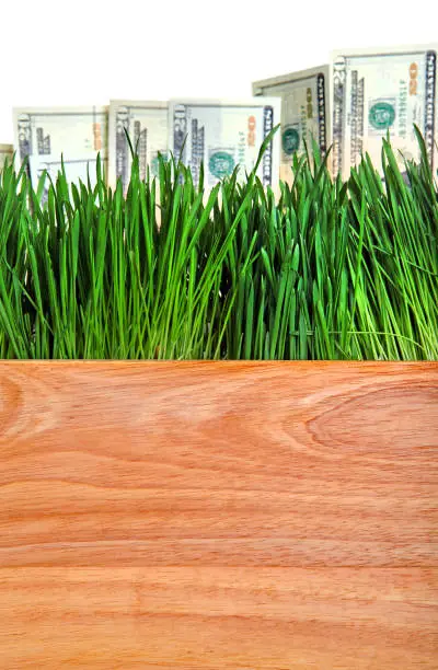 American currency on the Fresh Grass and Wooden Board in foreground