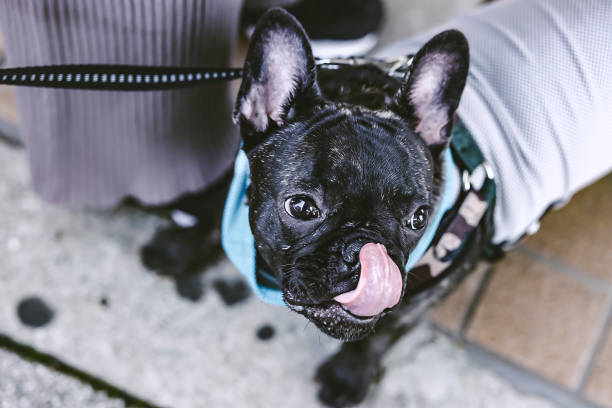 istock Cute black French bulldog taking a walk 1361456780