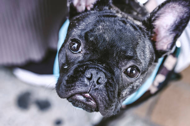 istock Cute black French bulldog taking a walk 1361456781