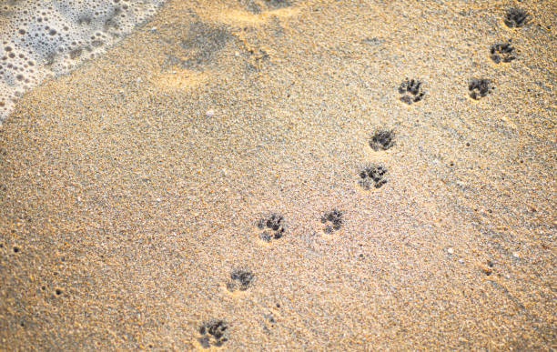 passerella di impronte di cane su una spiaggia sabbiosa. - pet foto e immagini stock