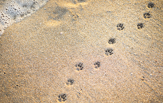 Dog paw prints on a sandy beach